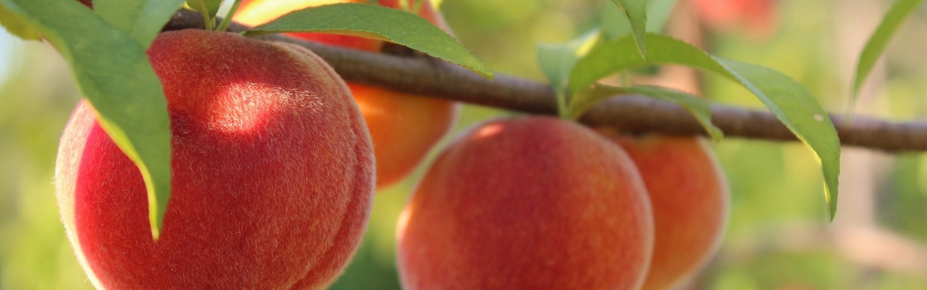 Taylor Orchards photo 2